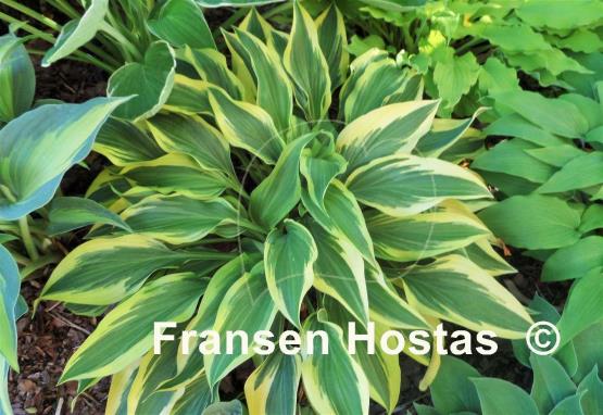 Hosta Wolverine